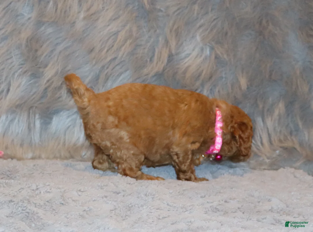 Mini Goldendoodle dogs for sale: Wanda🌷 Genetic Clear Parents - Ad 16