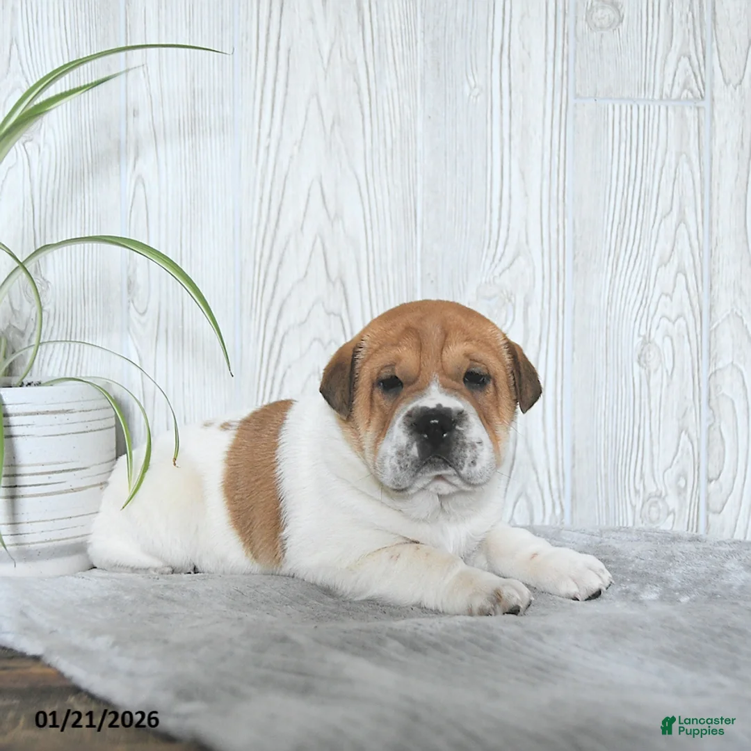 Mini Hippo dogs for sale: Griffin - Ad 2