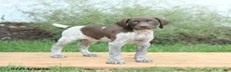 German Shorthaired Pointer dogs for sale: Cody - Ad 1