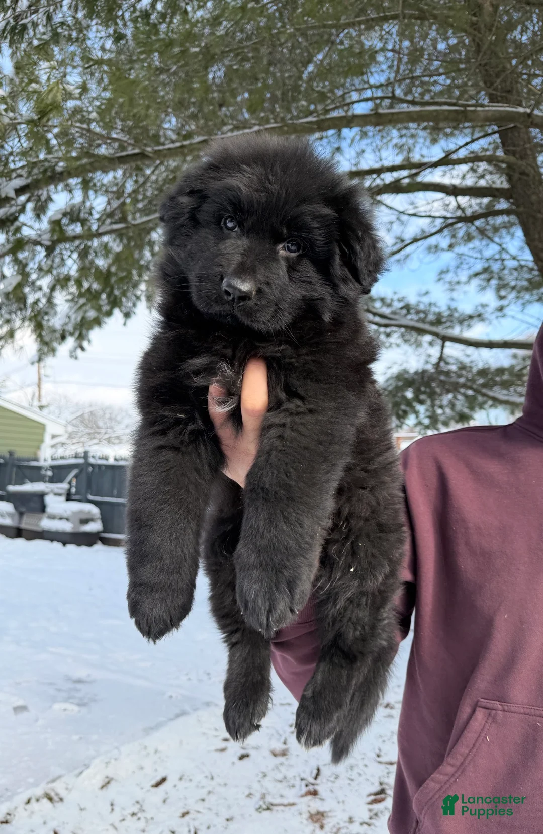 German Shepherd dogs for sale: Draco - Ad 12