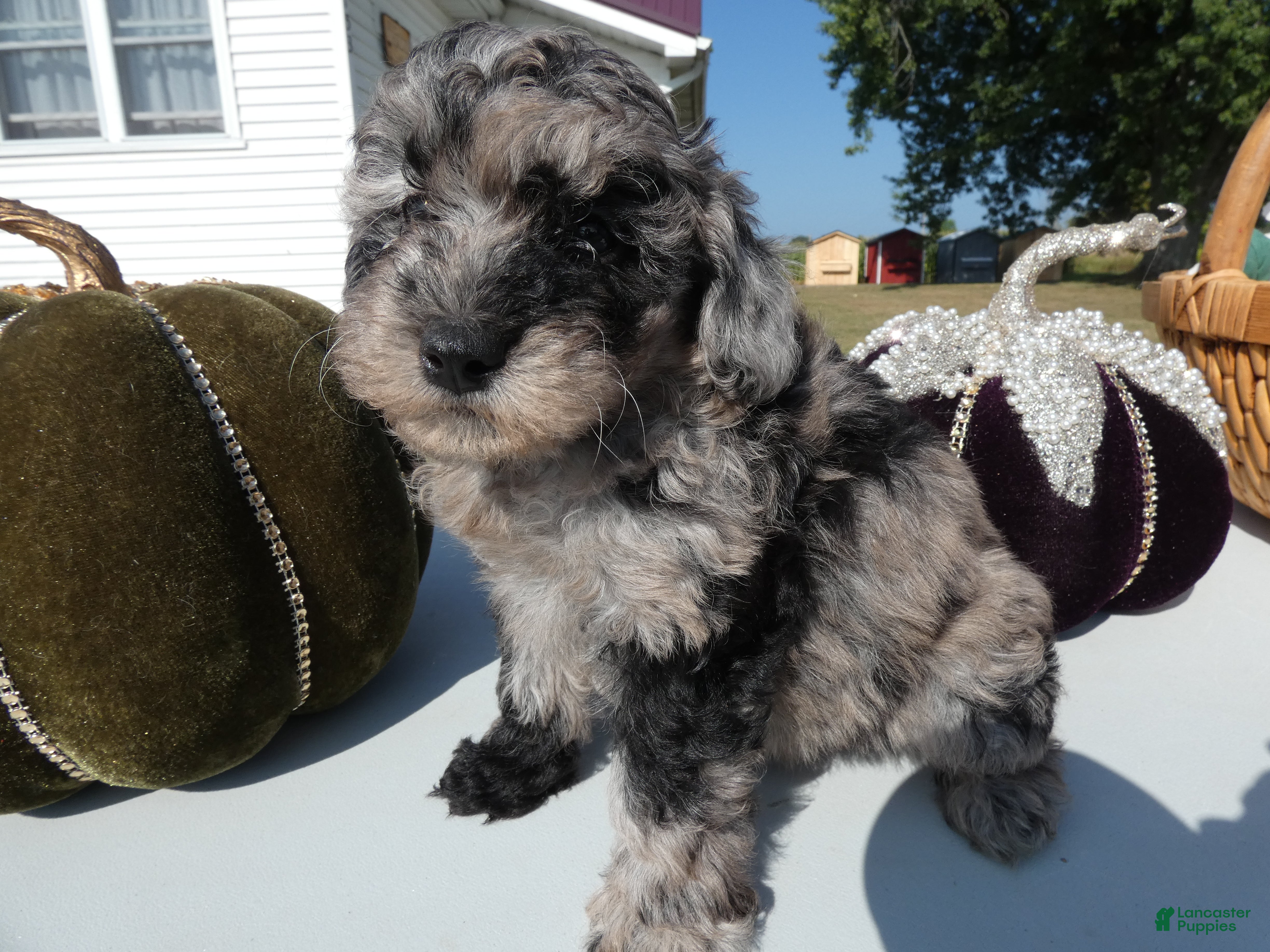 Toy Poodle dogs for sale: Toy Poodle 4 Cappuccino - Ad 4