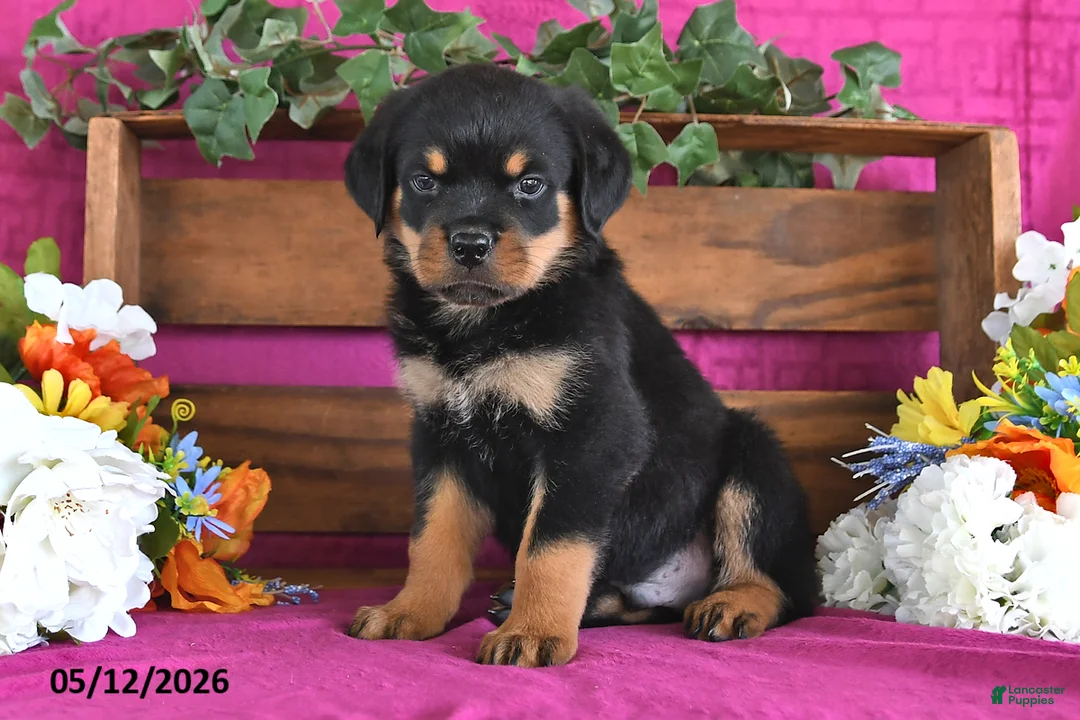 Rottweiler dogs for sale: Mason - Ad 1