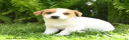 Mixed Breed dogs for sale: Da Vinci - Ad 2