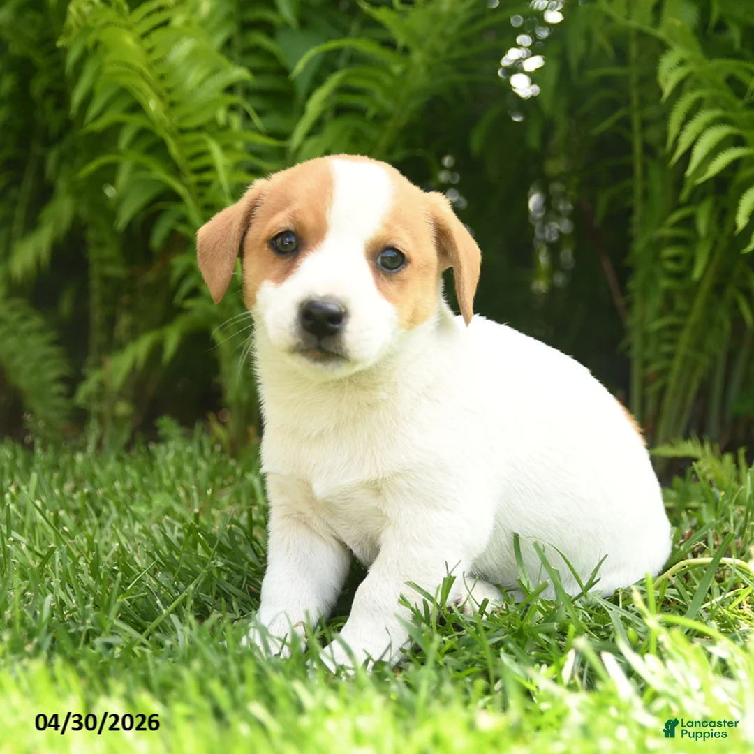 Mixed Breed dogs for sale: Da Vinci - Ad 2