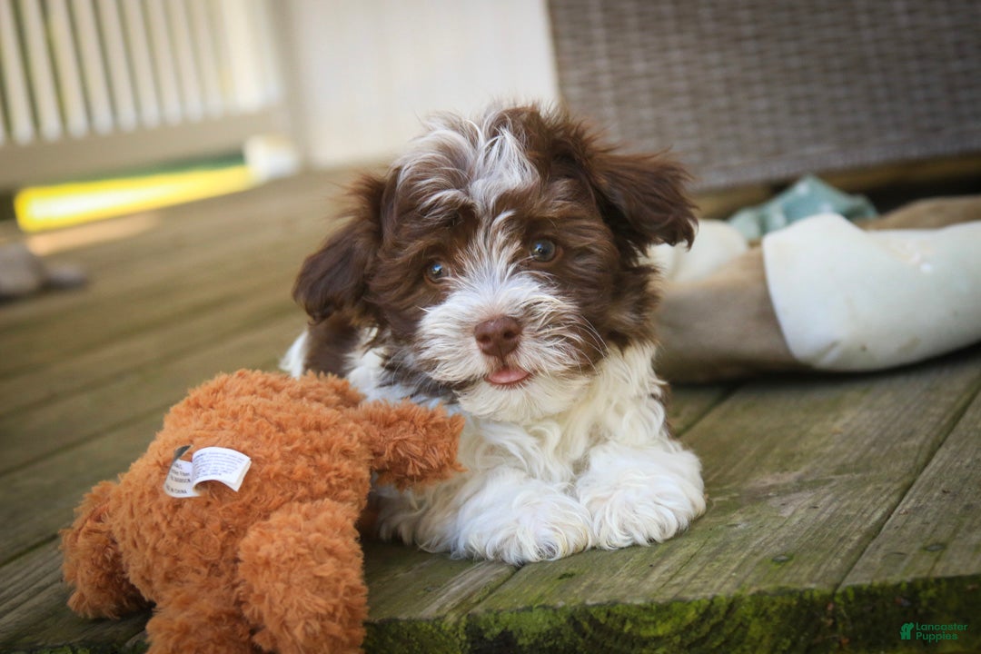 Havanese