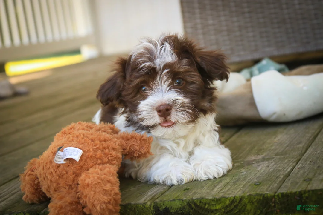 Havanese dogs for sale: Sherlock Havanese  - Ad 1