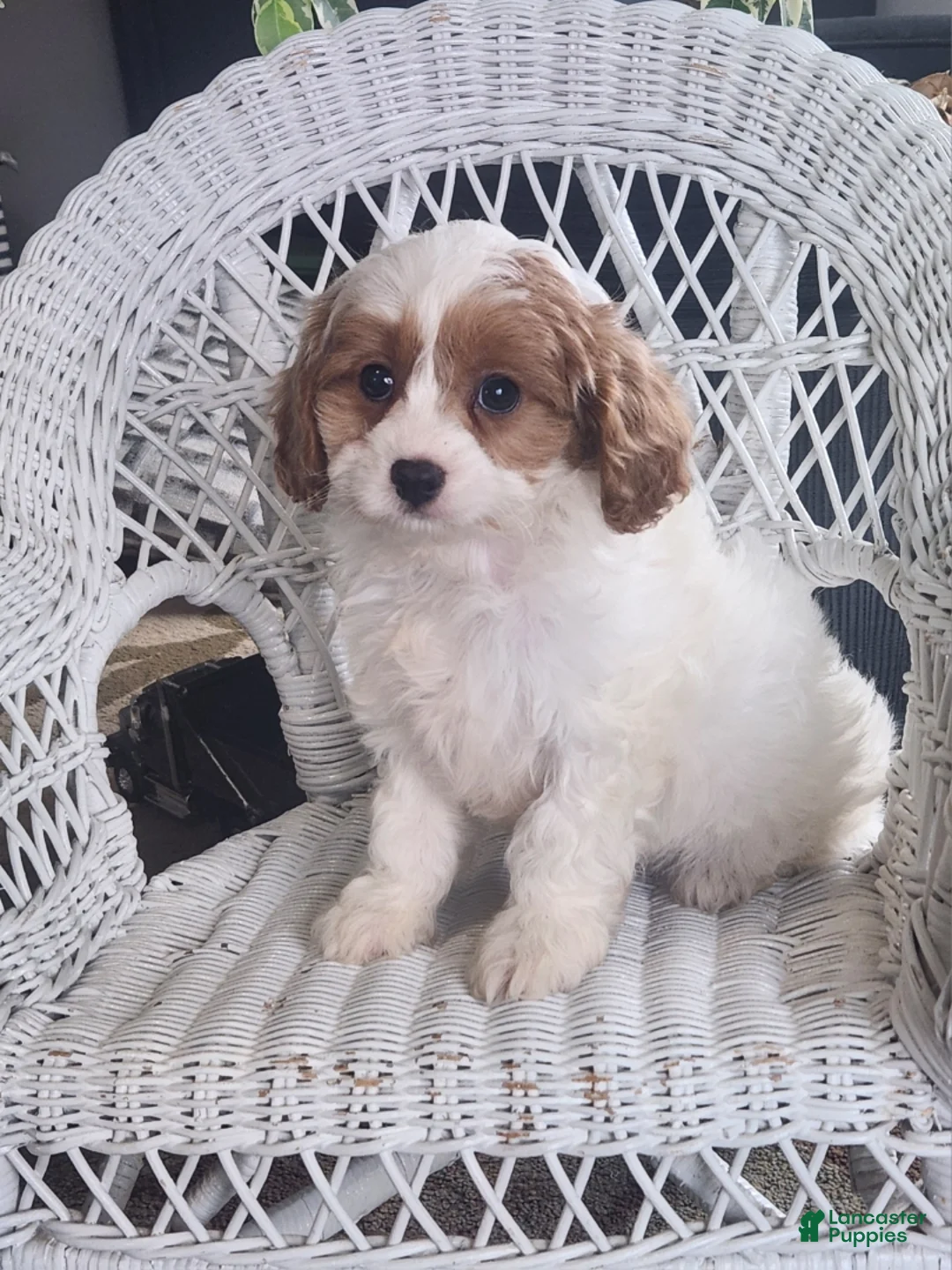 Cavapoo dogs for sale: Javan - Ad 1