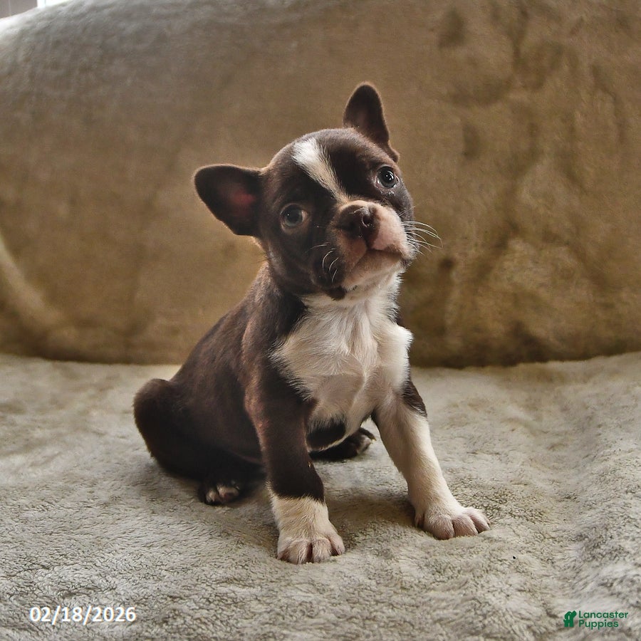 Boston Terrier dogs Espresso - Ad 1