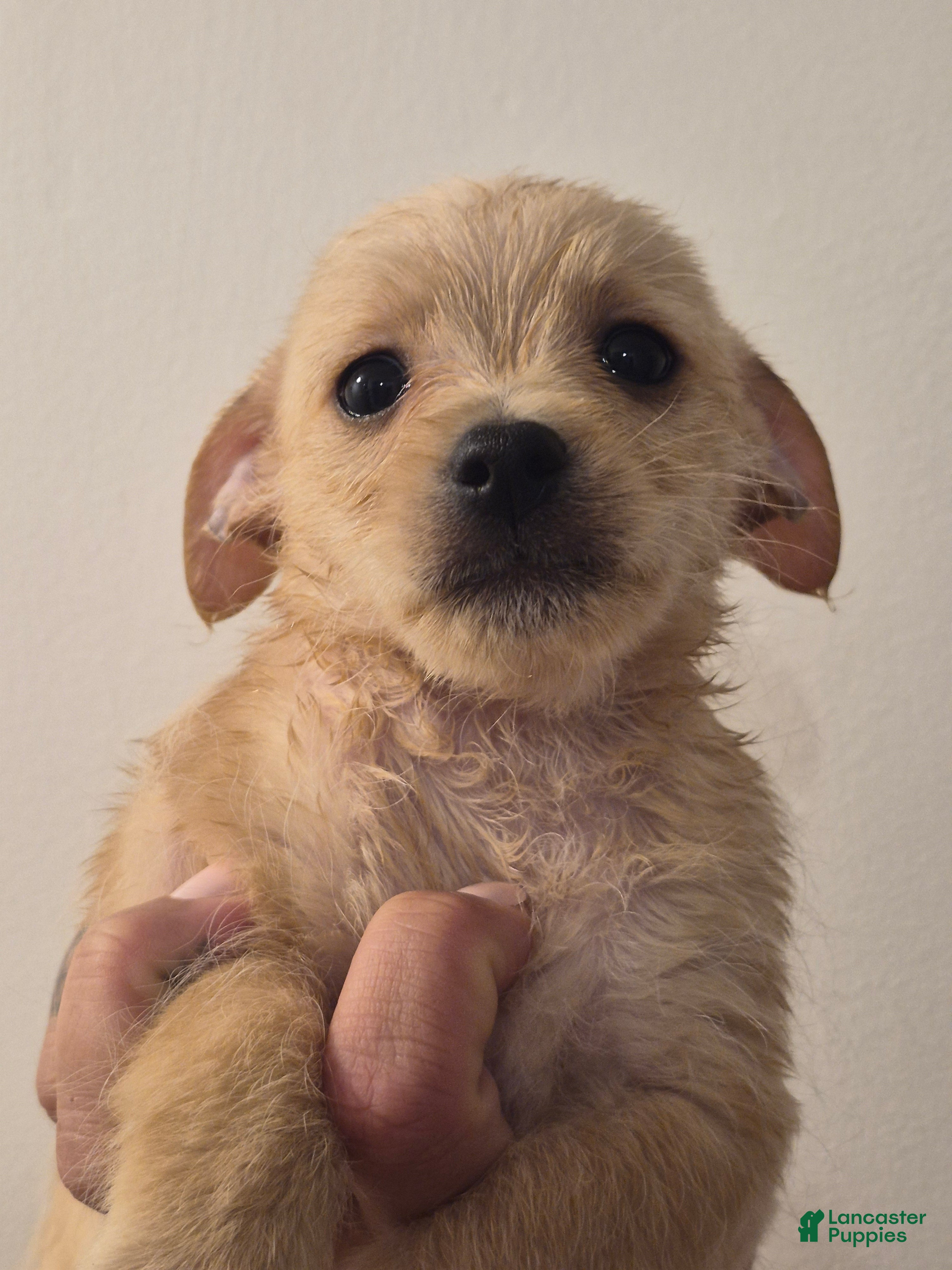 Chipoo dogs Chipoo Puppy 2 - Ad 2