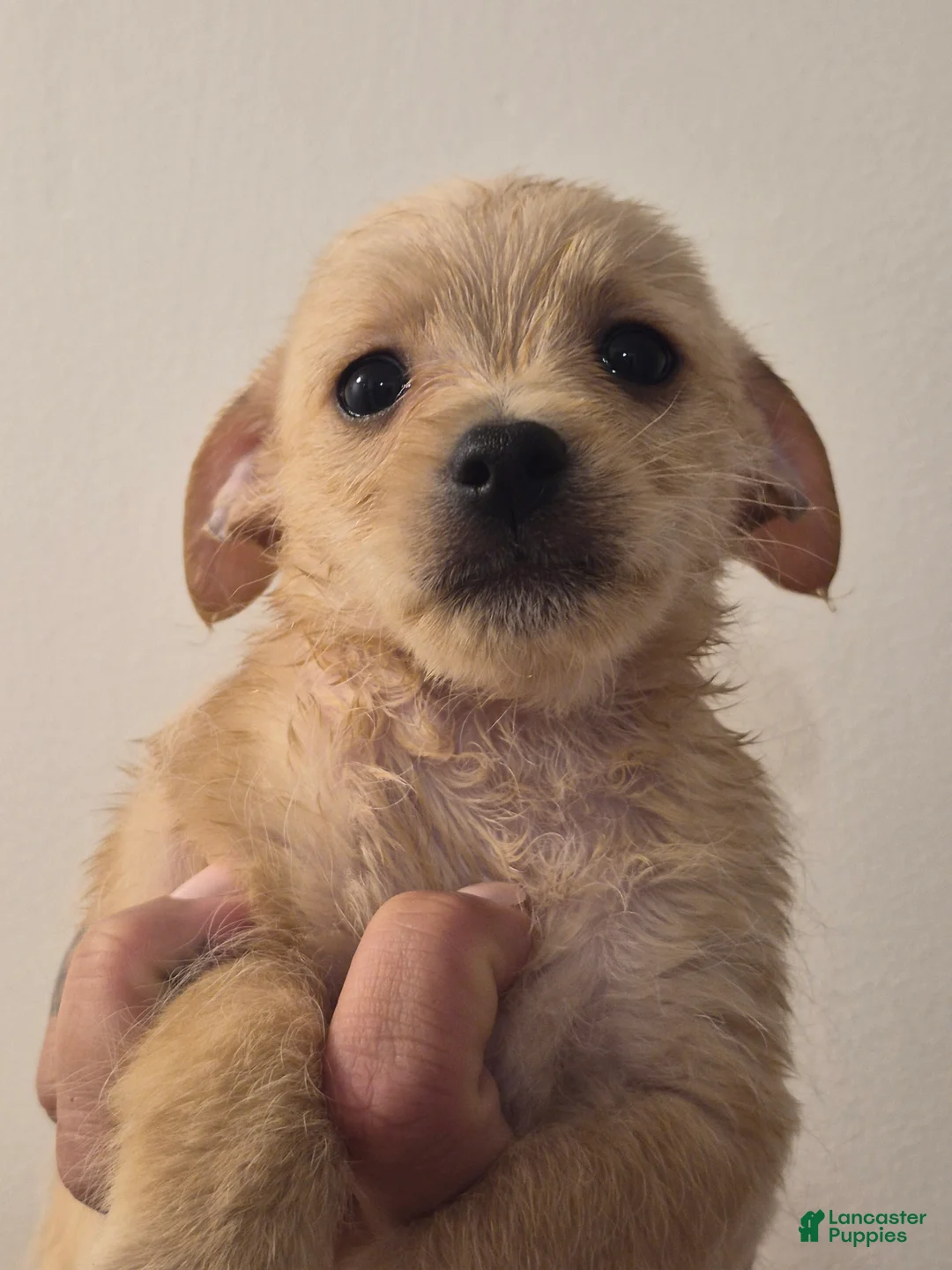 Chipoo dogs for sale: Chipoo Puppy 2 - Ad 2