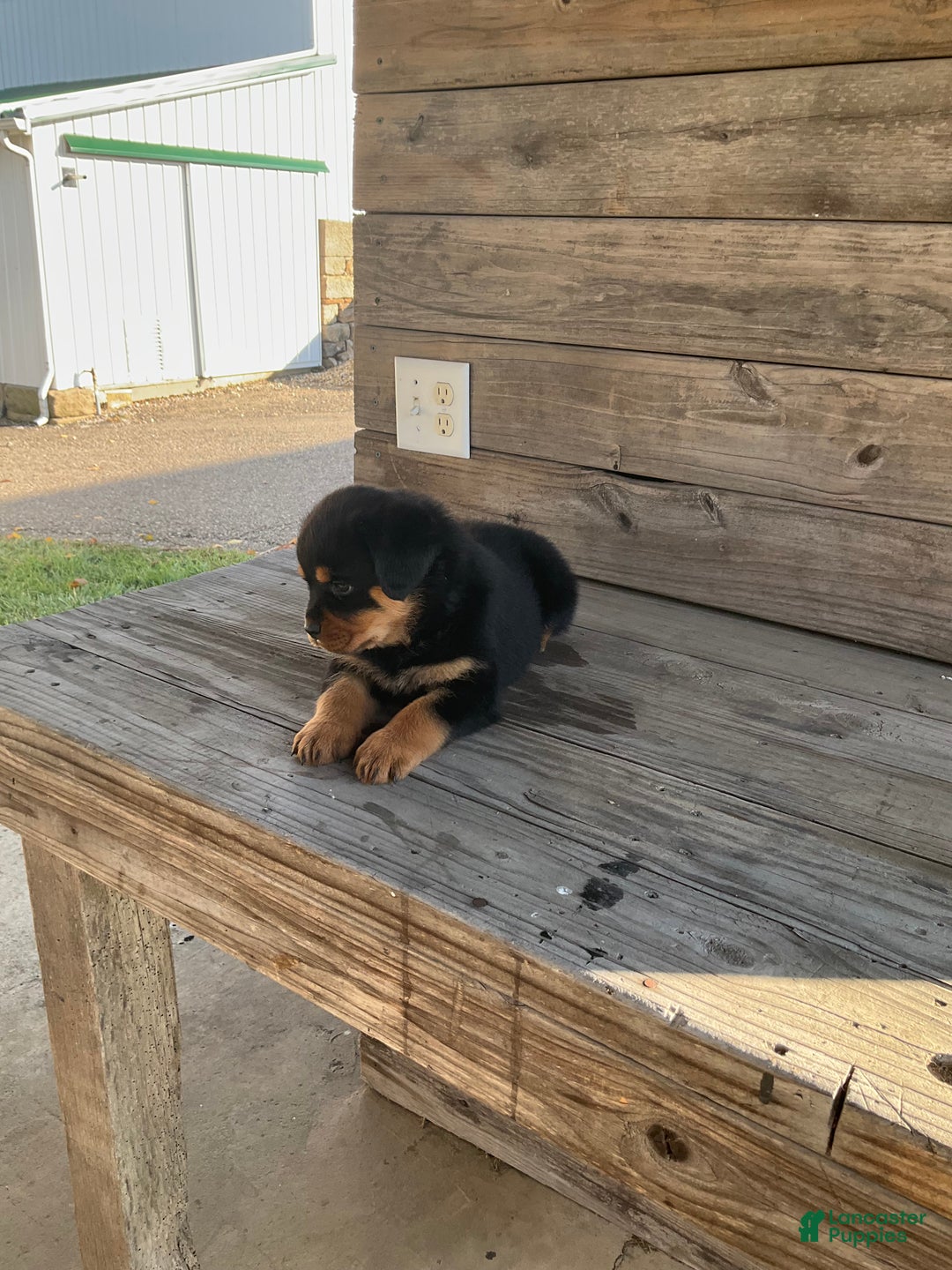 Rottweiler dogs for sale: Daisy  - Ad 5