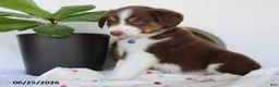 Miniature Australian Shepherd dogs for sale: Parker - Ad 7