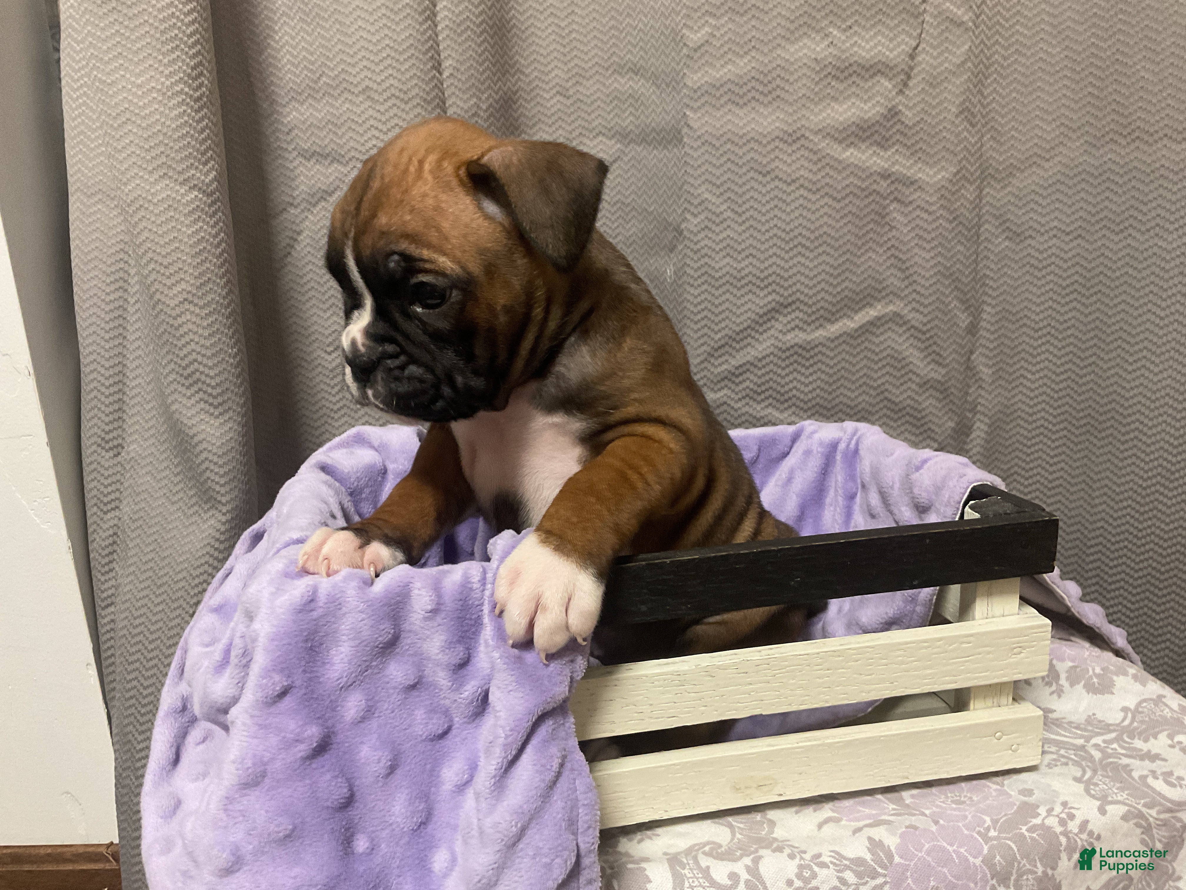 Boxer dogs 🌼 DAISY - Ad 2