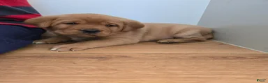Maggie