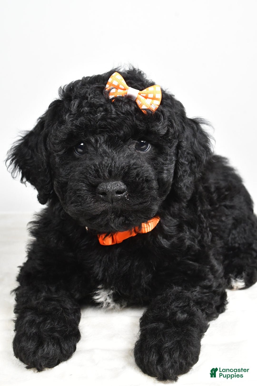 Mini Goldendoodle dogs for sale: AJ - Ad 8