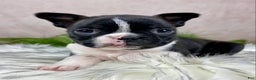 Boston Terrier dogs for sale: Miss Chloe  - Ad 2