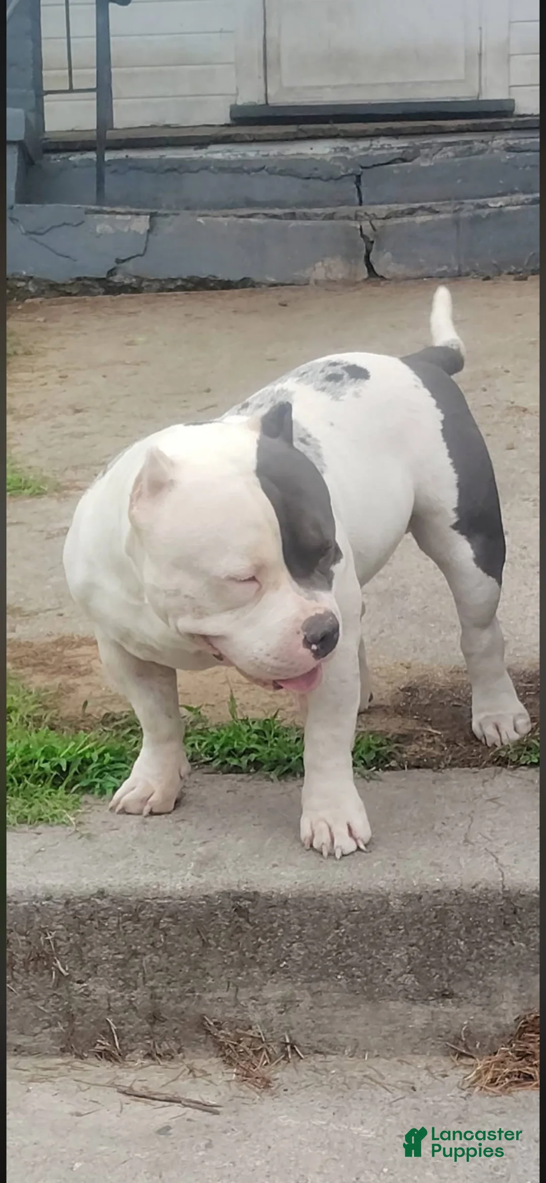 American Bully dogs for sale: American Bully 4 - Ad 2