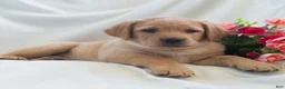 Labrador Retriever dogs for sale: Jenna  - Ad 4