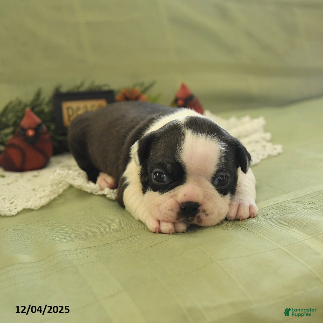 Boston Terrier dogs for sale: Dasher - Ad 1