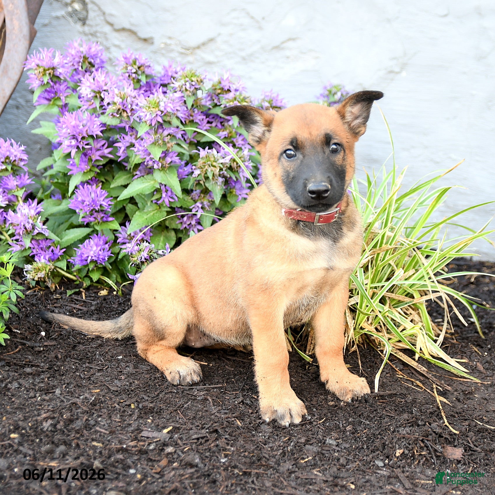 Belgian Malinois dogs Delta - Ad 2