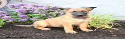 Belgian Malinois dogs for sale: Delta - Ad 2