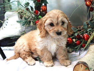 Cavachon dogs Snowball - Ad 35