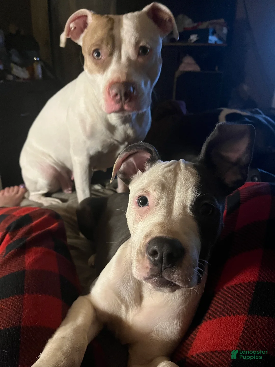 American Pit Bull Terrier dogs for sale: American Pit Bull Terrier Puppy 1 - Ad 2