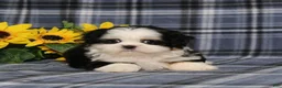 Shih Tzu dogs for sale: Blaire - Ad 4