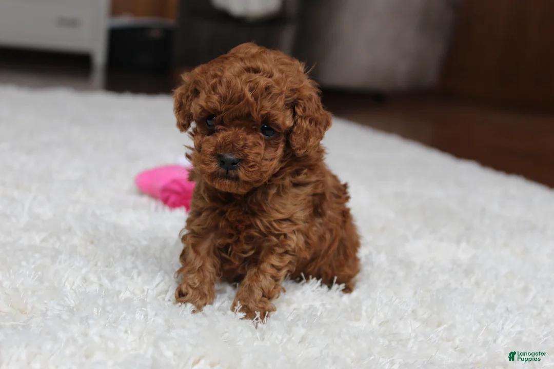 Toy Poodle dogs for sale: Teacup  Ava - Ad 4