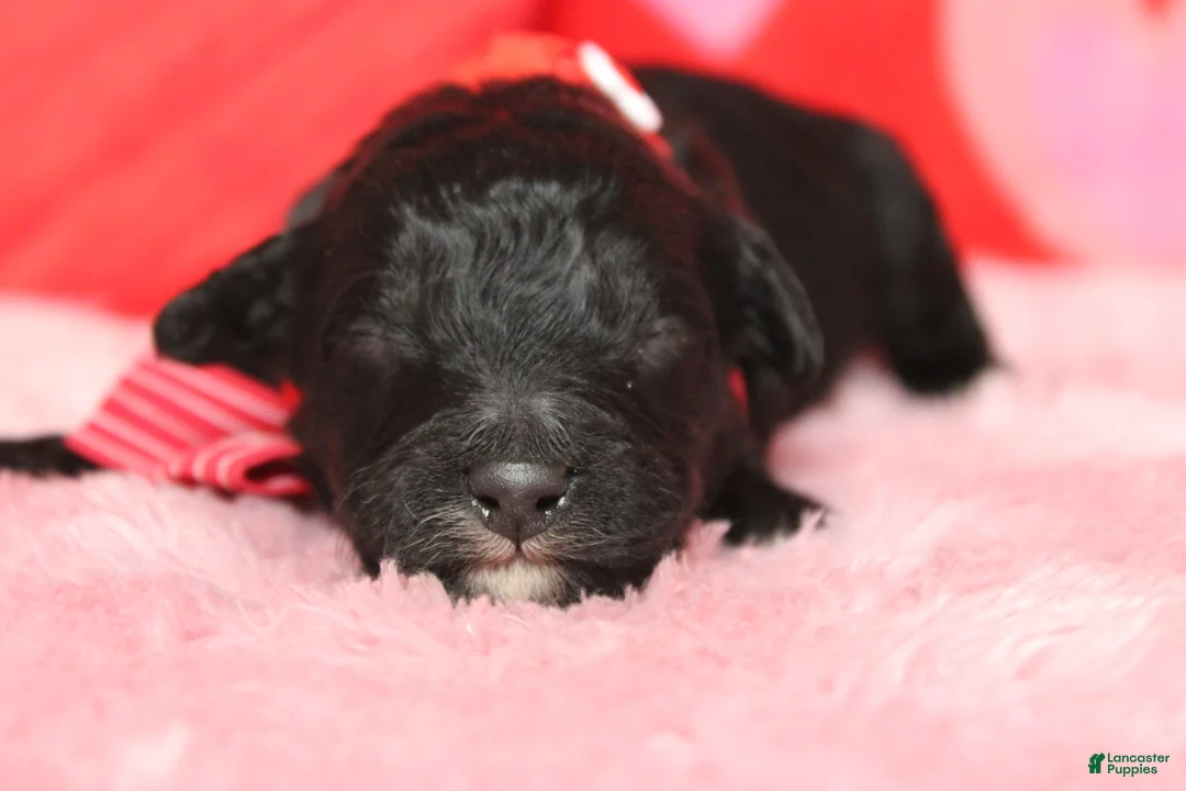 Mixed Breed dogs for sale: Babe - Ad 2