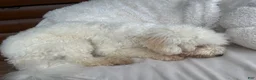 Mixed Breed dogs for sale: Mixed Breed Puppy 1 - Ad 3