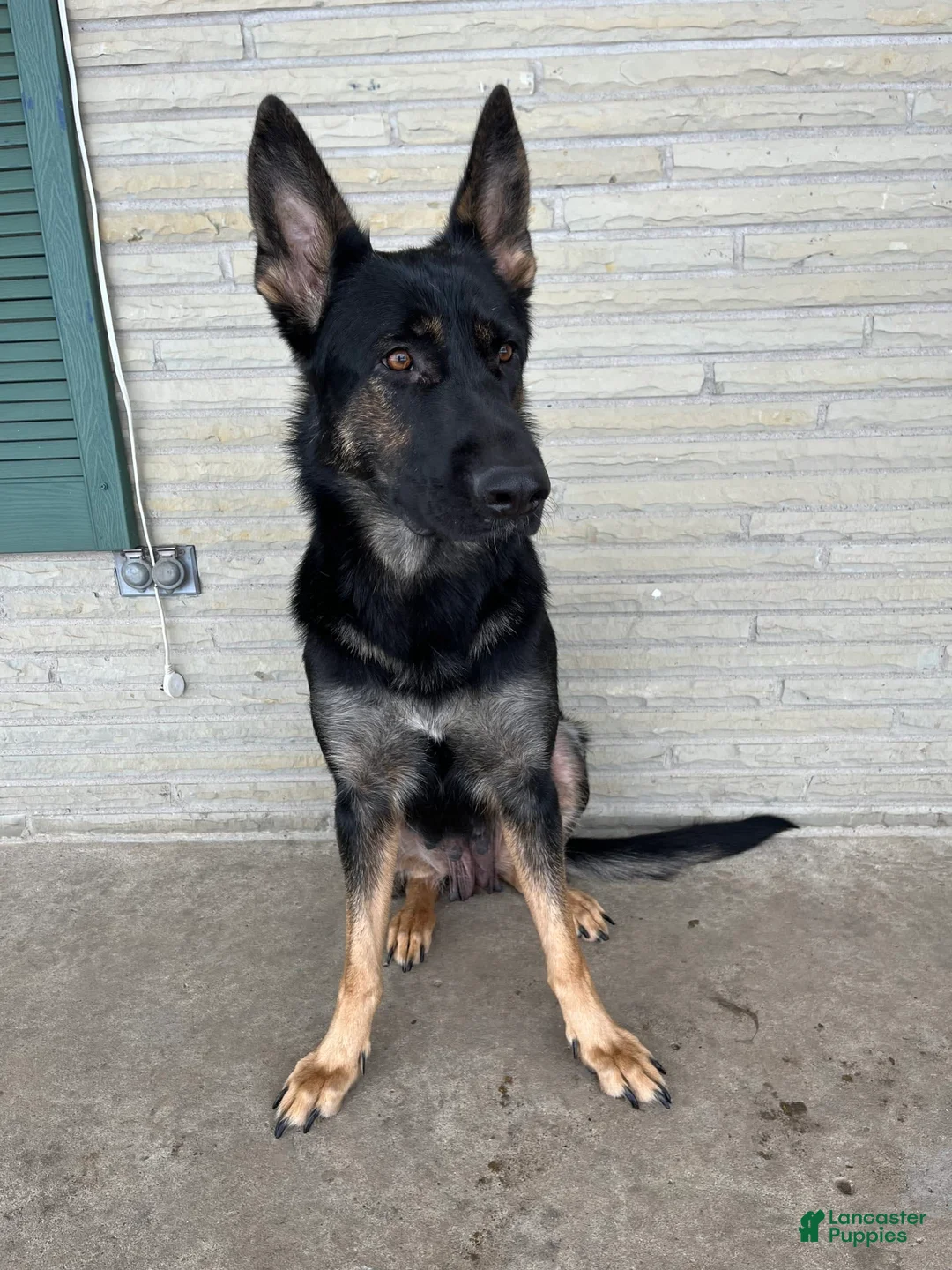 Gallery Image {{count}}