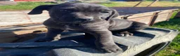 Cane Corso dogs for sale: Chloe - Ad 5