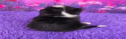 Miniature Bernese Mountain Dog dogs for sale: Sawyer - Ad 4