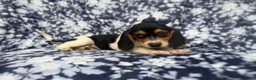 Beagle dogs for sale: Whitney - Ad 3