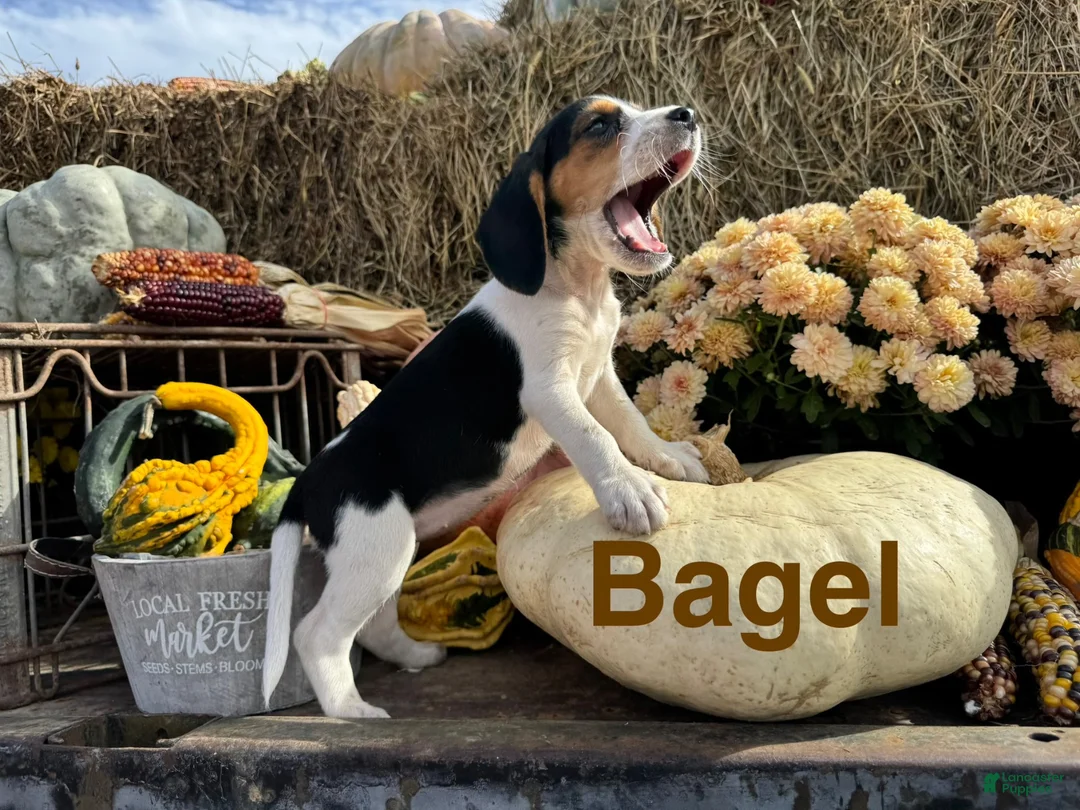 Beagle dogs for sale: Beagle 1 - Ad 1
