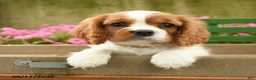 Cavalier King Charles Spaniel dogs for sale: Aspen - Ad 4