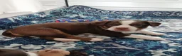 Mixed Breed dogs for sale: Mixed Breed 2 - Ad 9