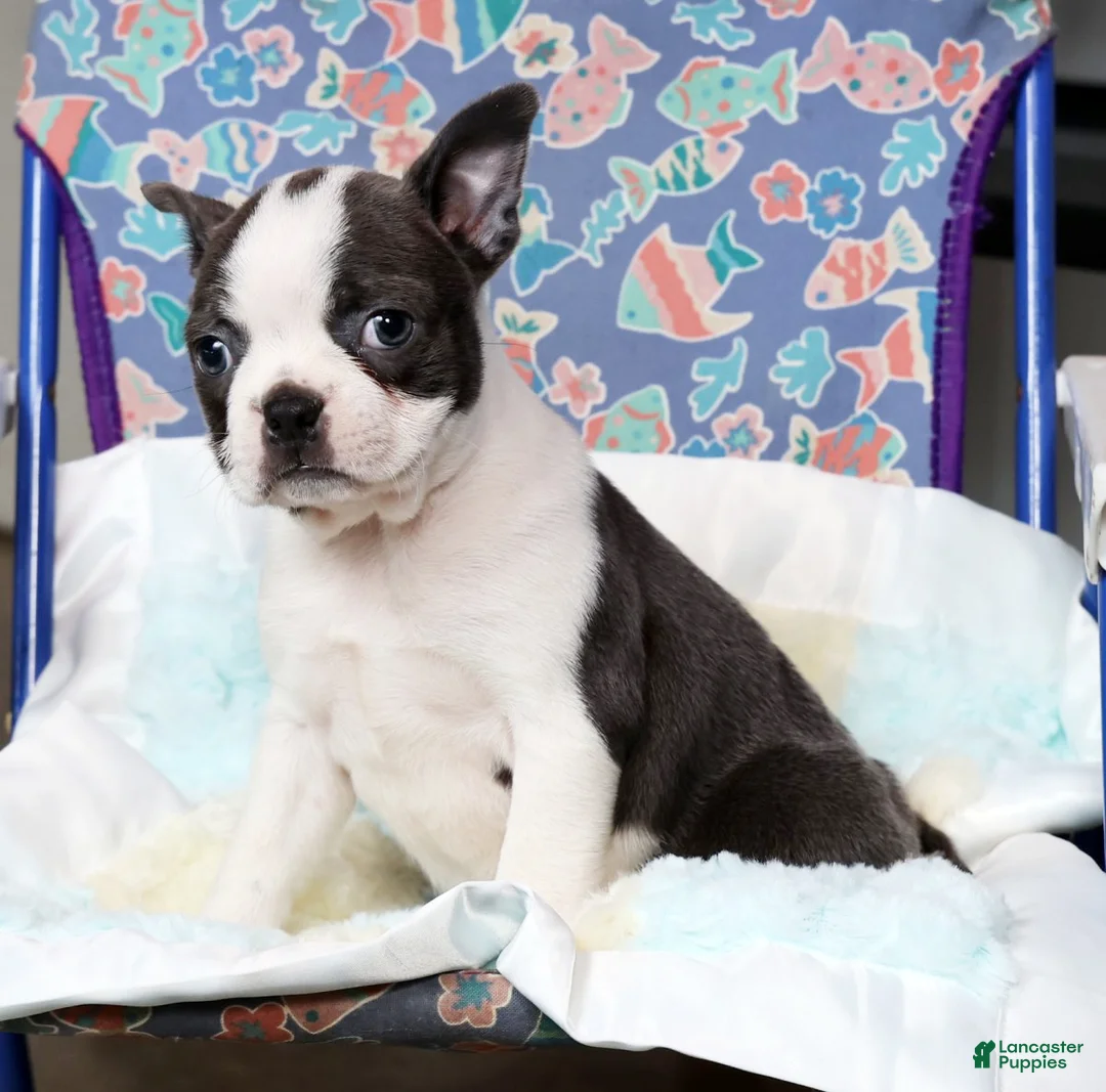 Boston Terrier dogs for sale: Kathy - Ad 7