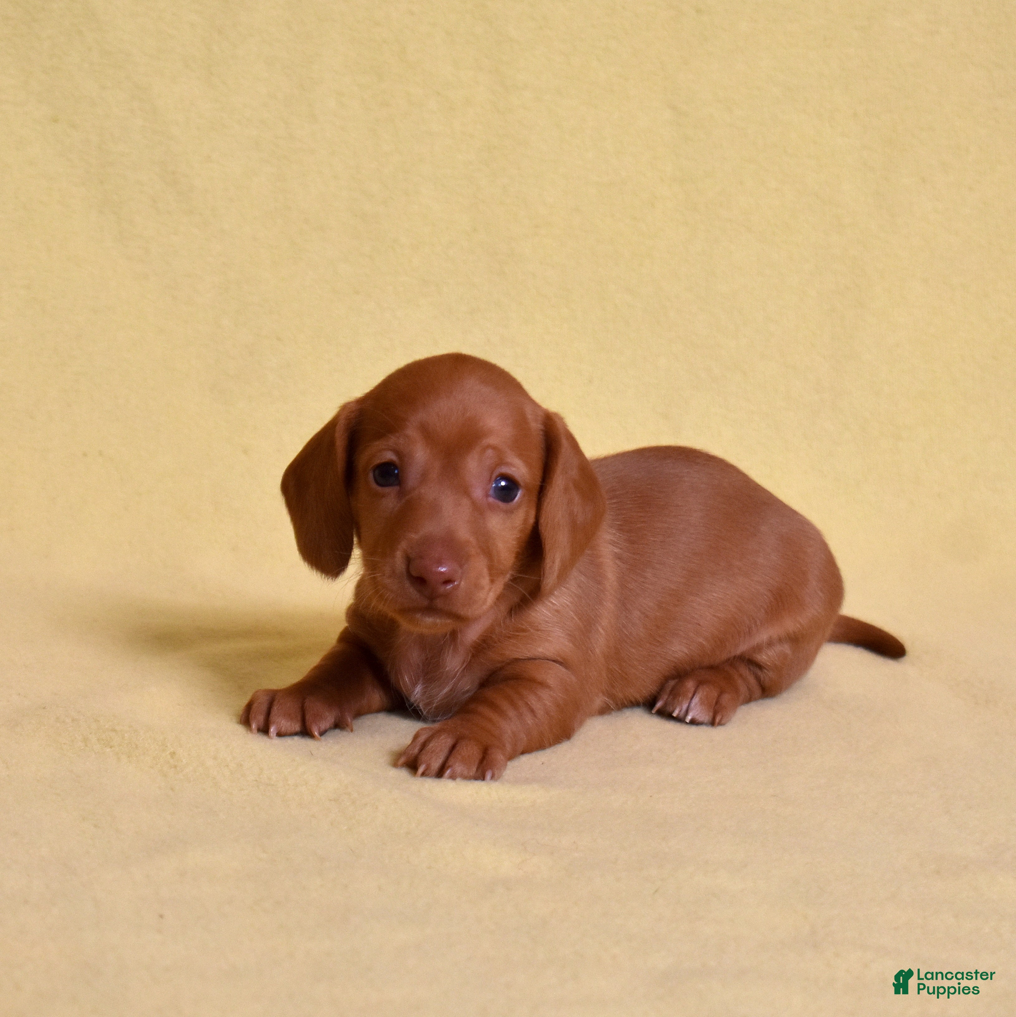 Miniature Dachshund dogs Espresso - Ad 1