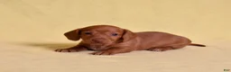 Miniature Dachshund dogs for sale: Espresso - Ad 6