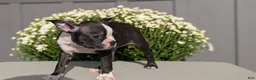 Boston Terrier dogs for sale: Twila  - Ad 5
