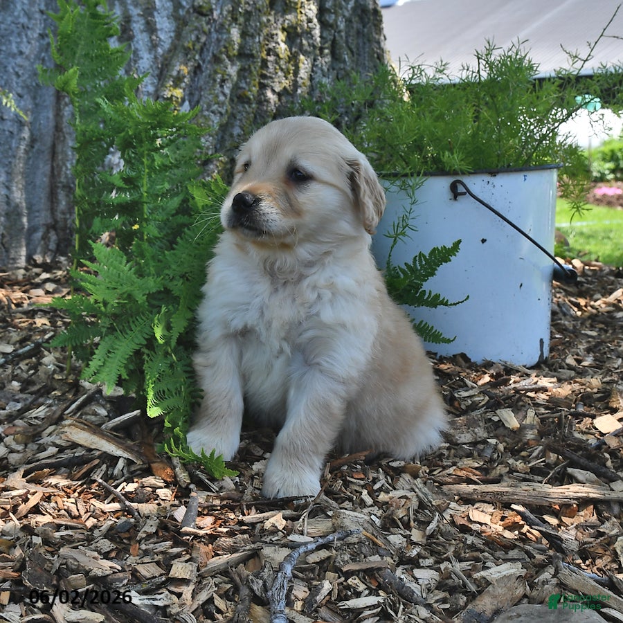 Golden Retriever dogs for sale: Callie - Ad 4