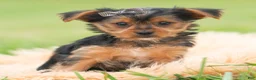 Yorkshire Terrier dogs for sale: Squiggles - Ad 1