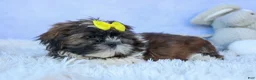 Shih Tzu dogs for sale: RUBBLE - Ad 14