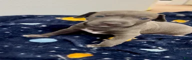 Italian Greyhound 1