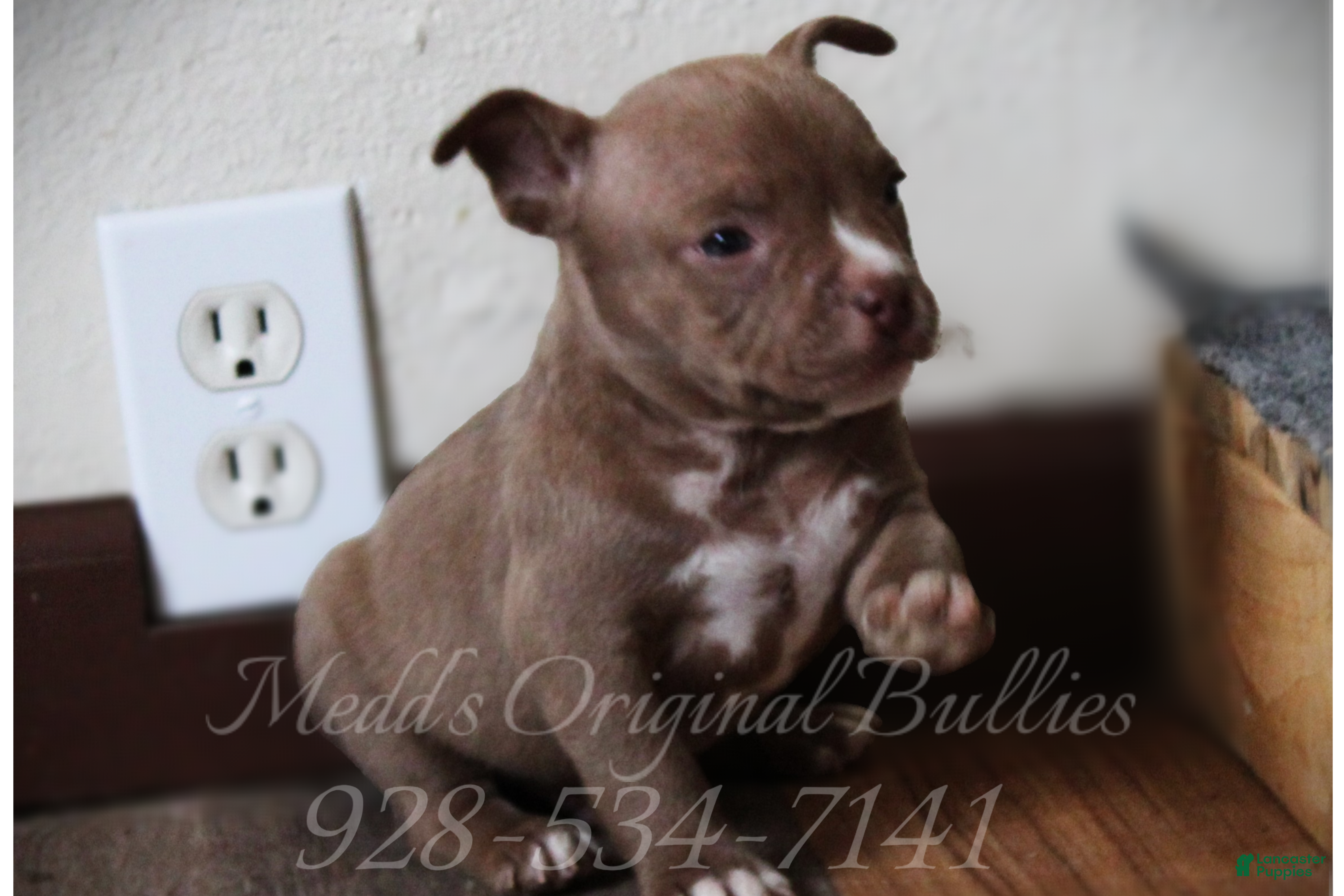 American Bully dogs Raven - Ad 4