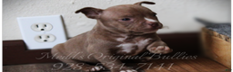American Bully dogs for sale: Raven - Ad 1