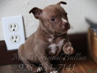 American Bully dogs Raven - Ad 4