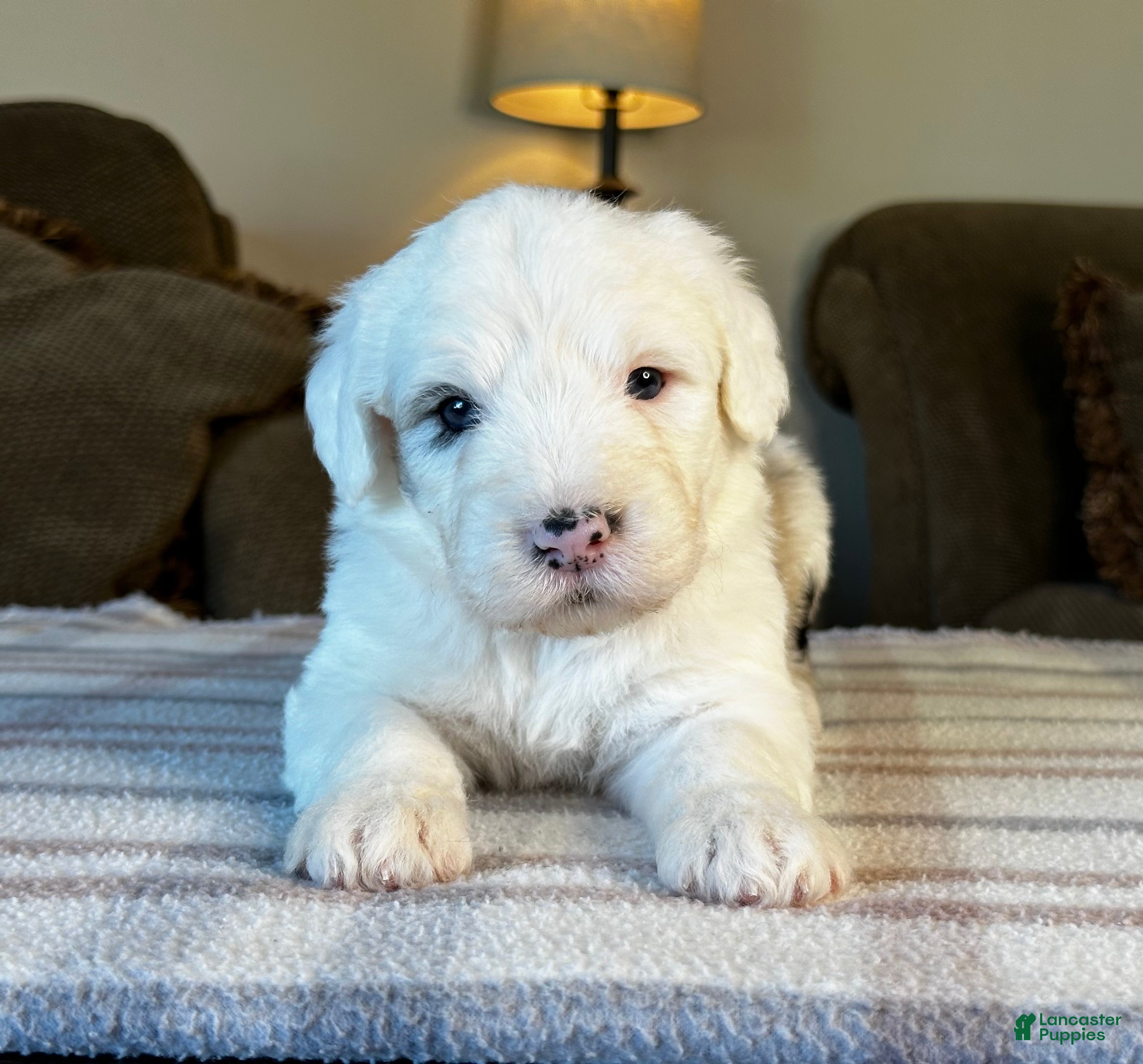 Sheepadoodle dogs Merle Male 6 - Ad 2